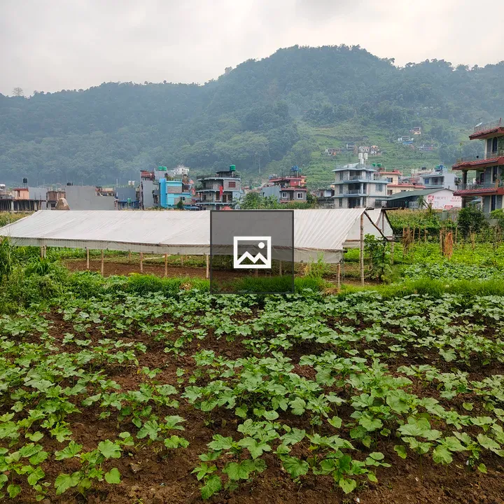 A lush green vegetable field