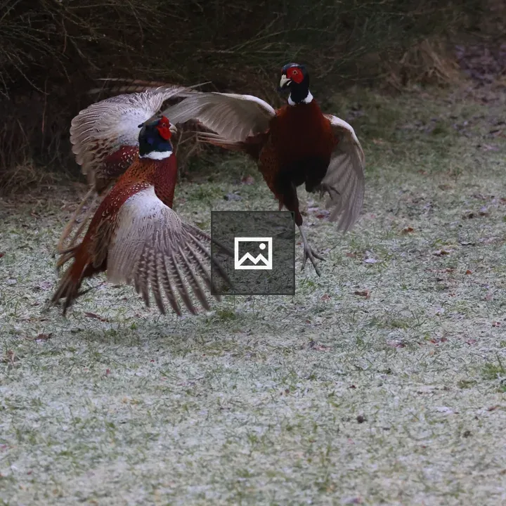 Male Pheasants Fighting