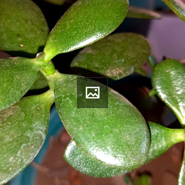 Close-up of succulent leaves
