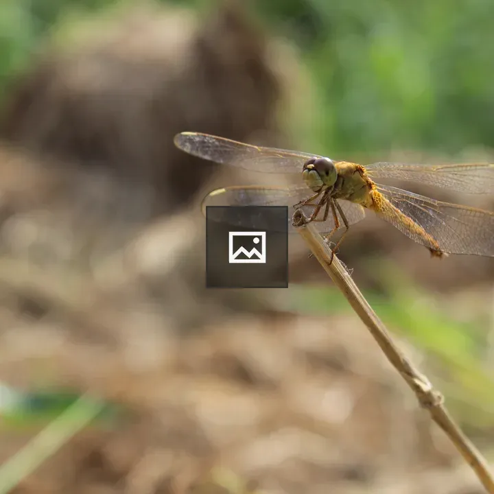 Fly on a tree branch