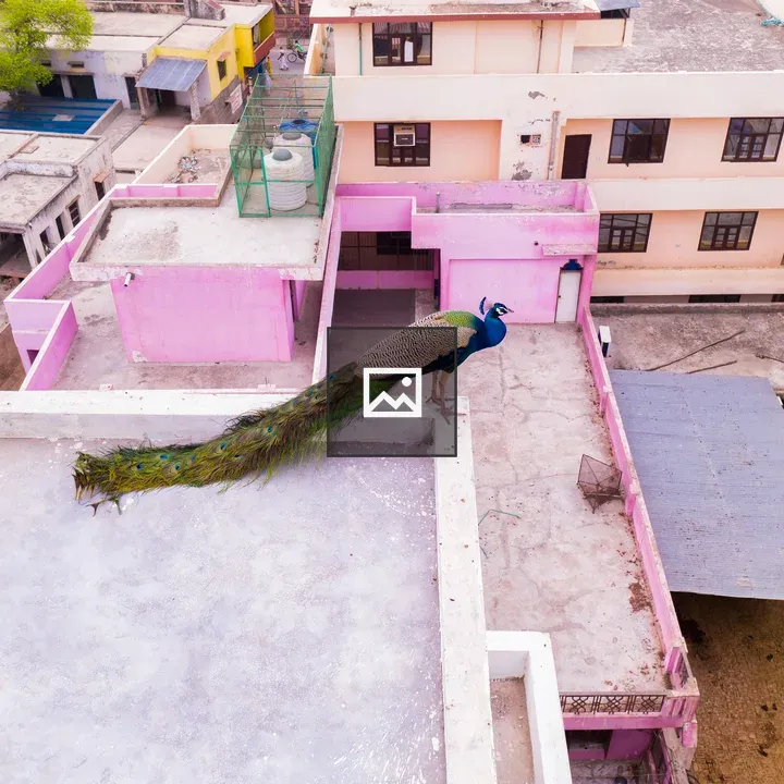 Peacock on Rooftop Terrace