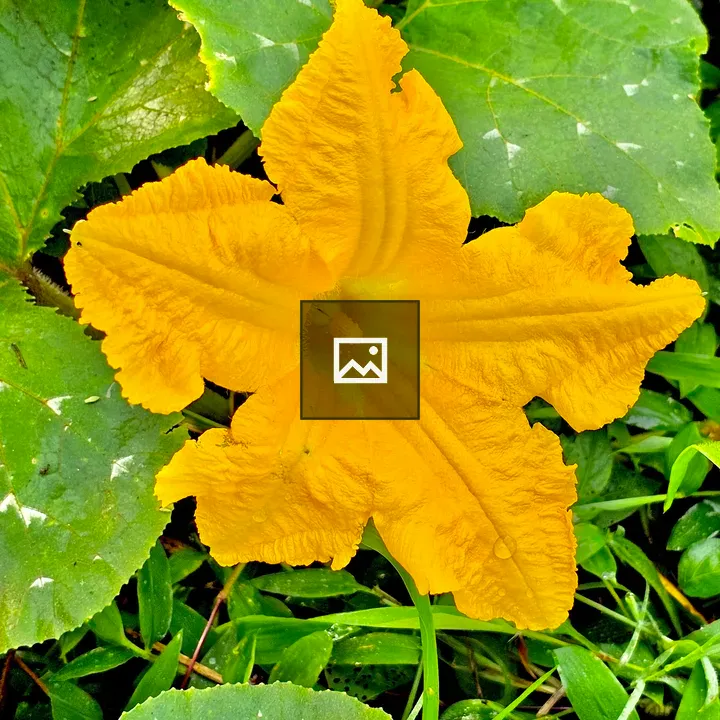 Pumpkin flower closeup