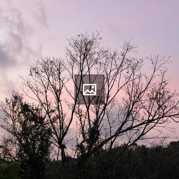 Bare Tree at Sunset