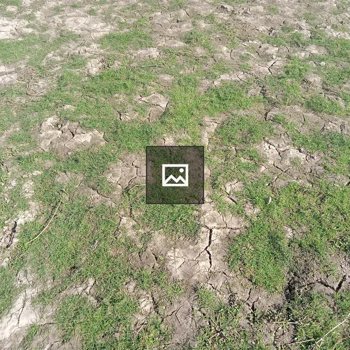 Field of grasses in Bangladesh