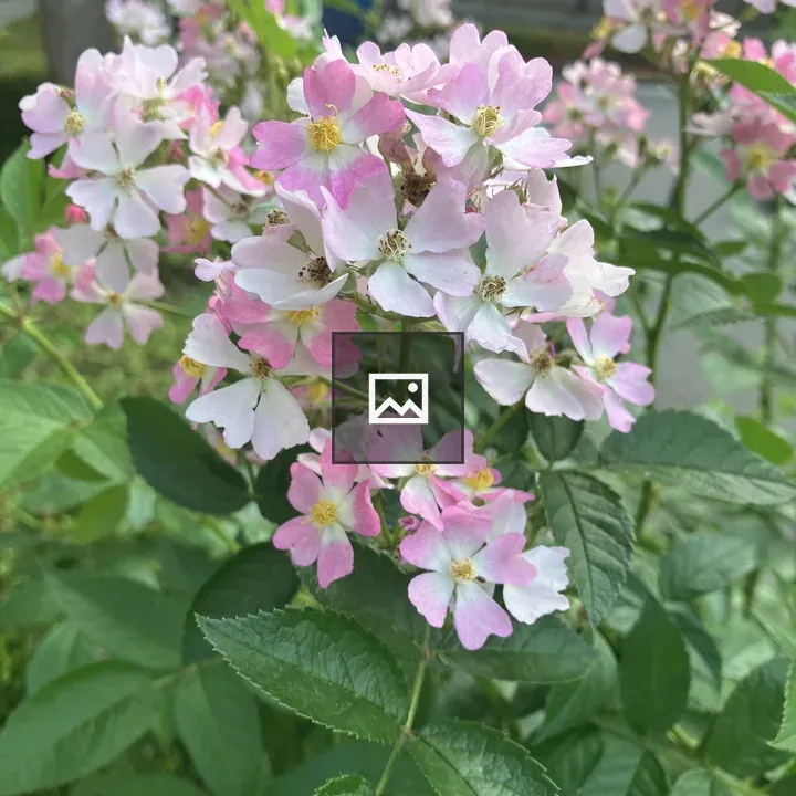 Phlox Flowers
