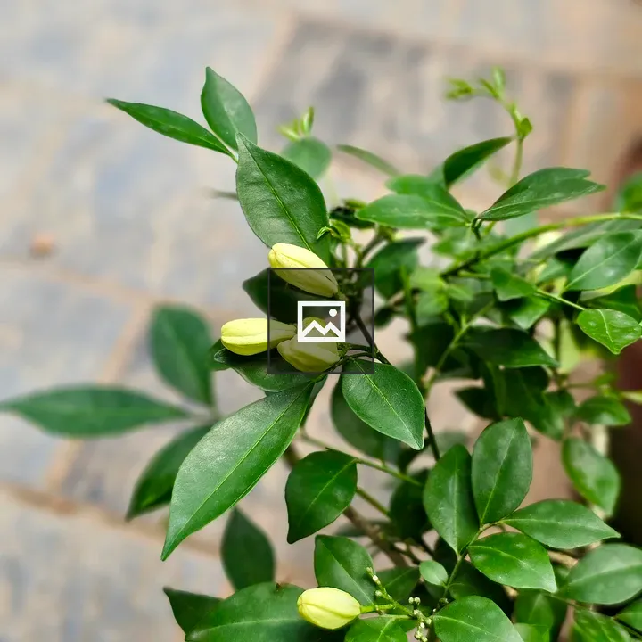 Fresh flower buds of Murraya paniculata
