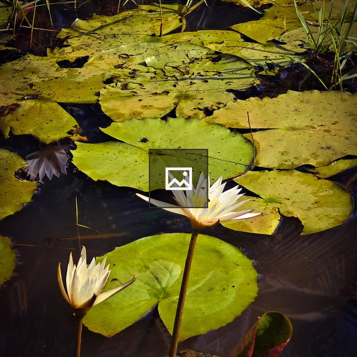 Water lilies on a pond