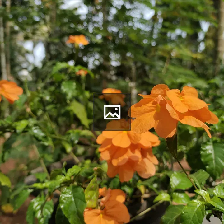 Close-up of orange flowering plant