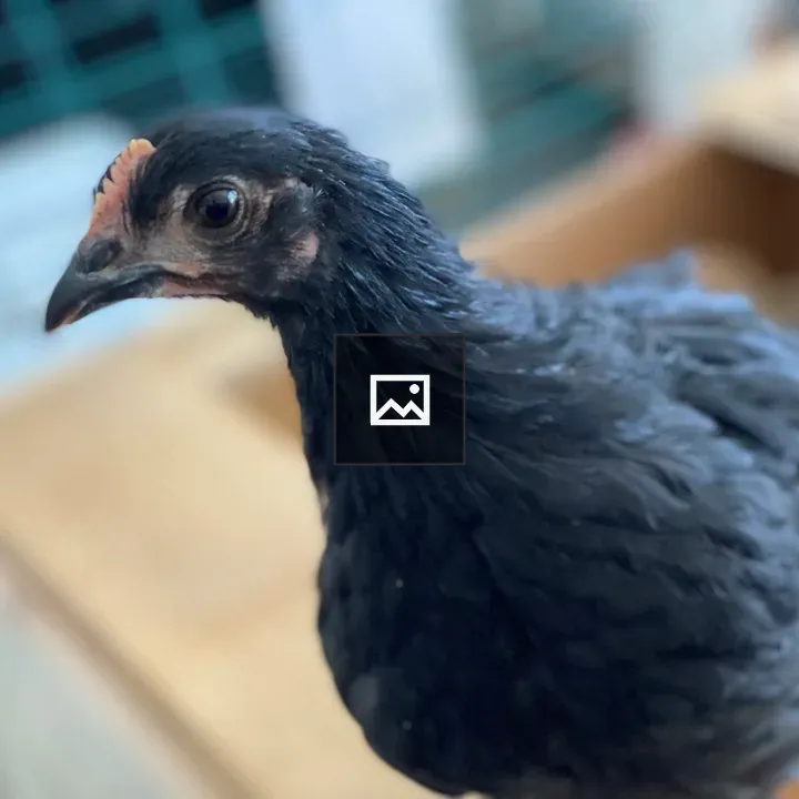 Black Maran pullet