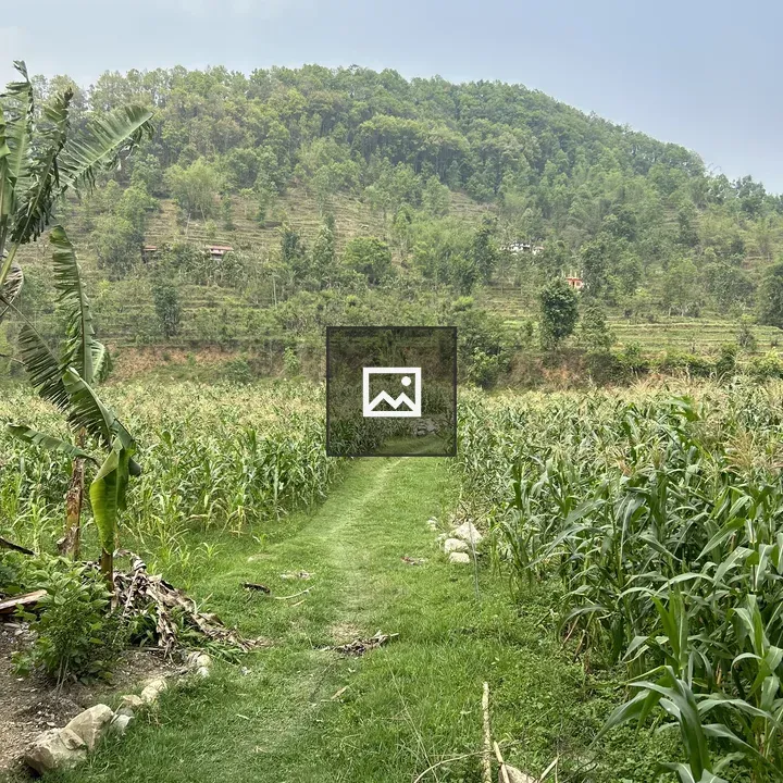 Narrow grassy path through green crops