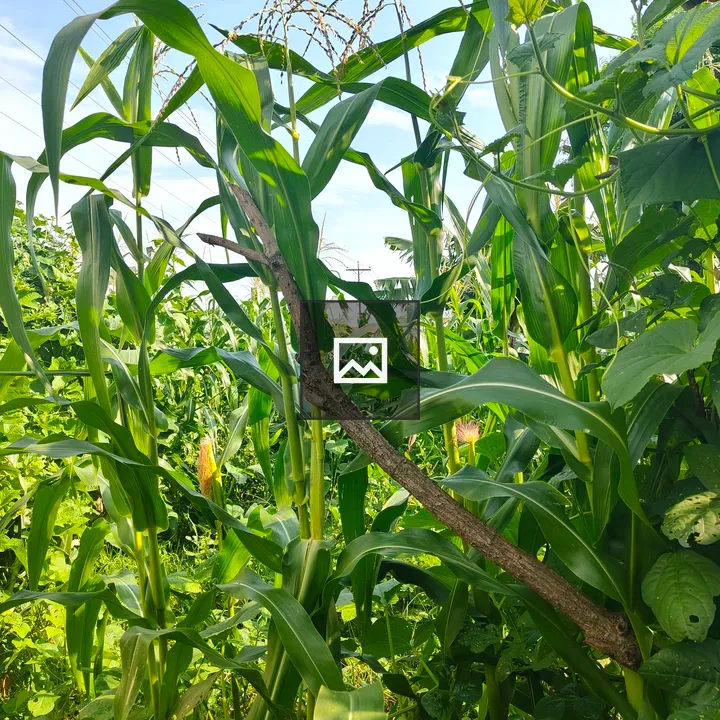 Corn field under blue sky