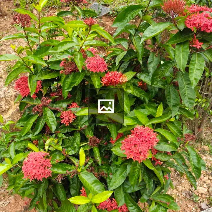 Chinese ixora