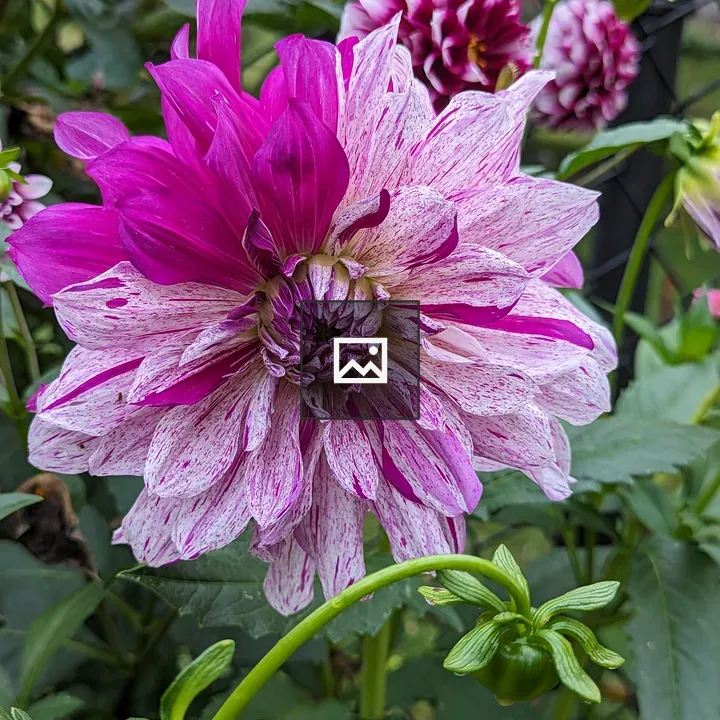 Flower close-up pink and purple
