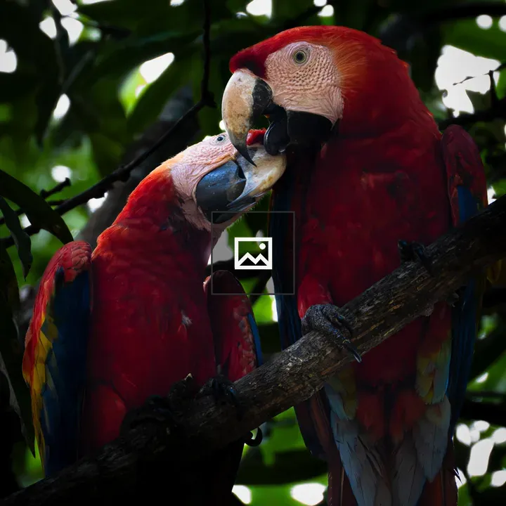 Two red macaws on a branch