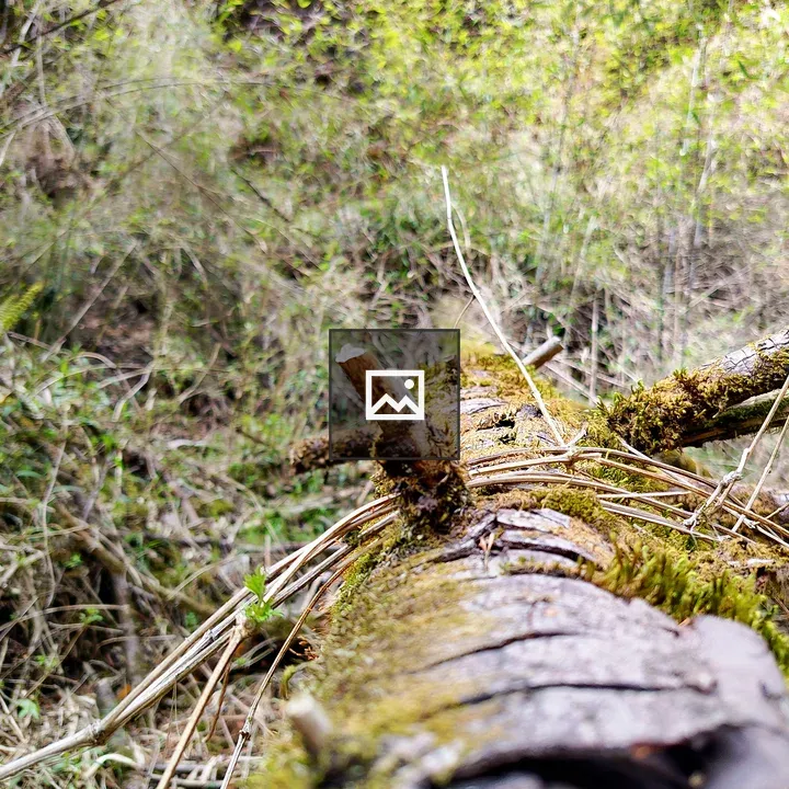 Fallen Tree Trunk in Green Forest