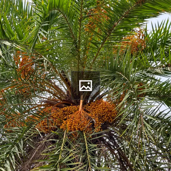 Date palm tree with clusters of dates