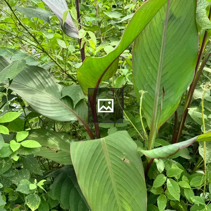Canna Lily Plant