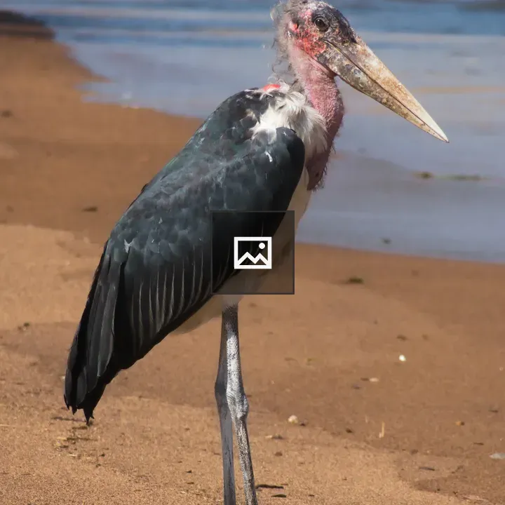 Marabou Stork on Lakeshore