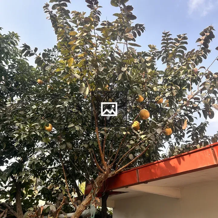 Tree with green leaves and yellow fruit