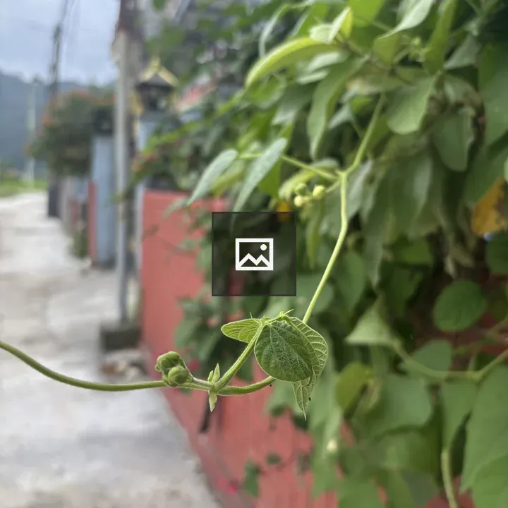 Green vine with buds