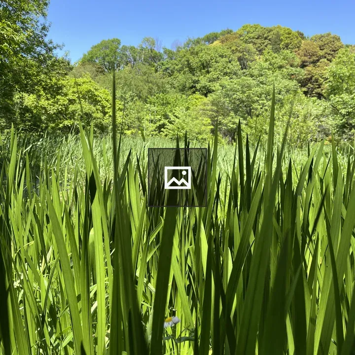 Tall green grasses with forest backdrop