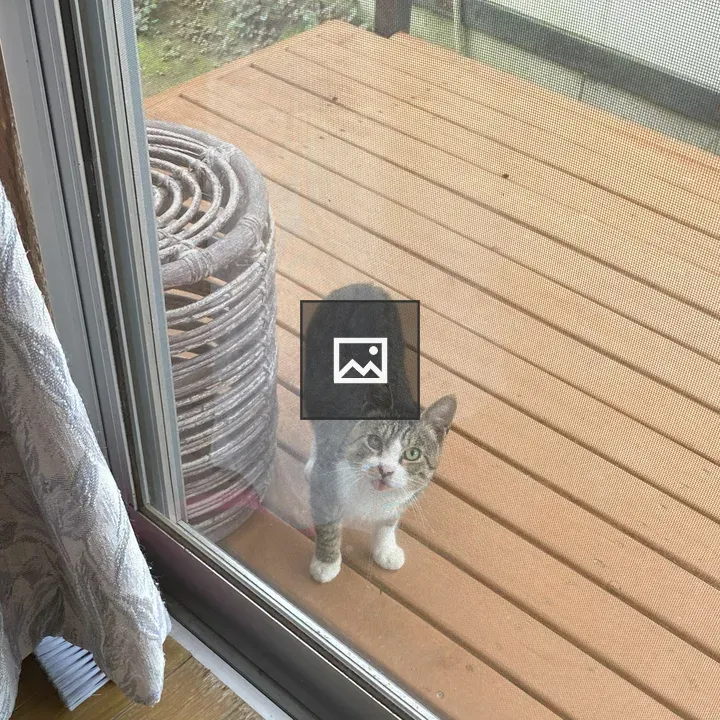 Cats at the Doorway