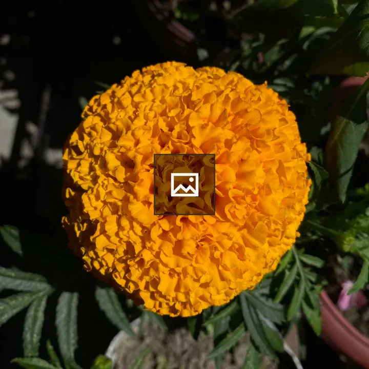 Marigold closeup