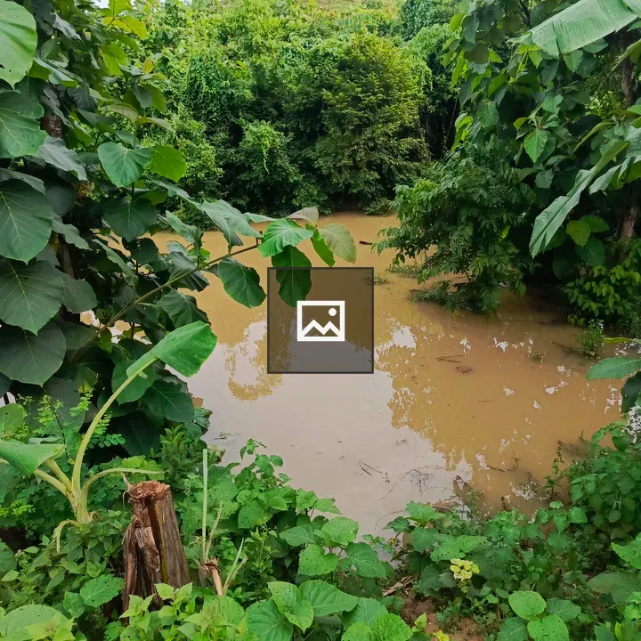 Muddy pond among green foliage