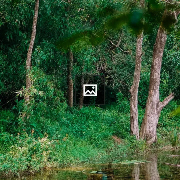 Forest scene from Wayanad