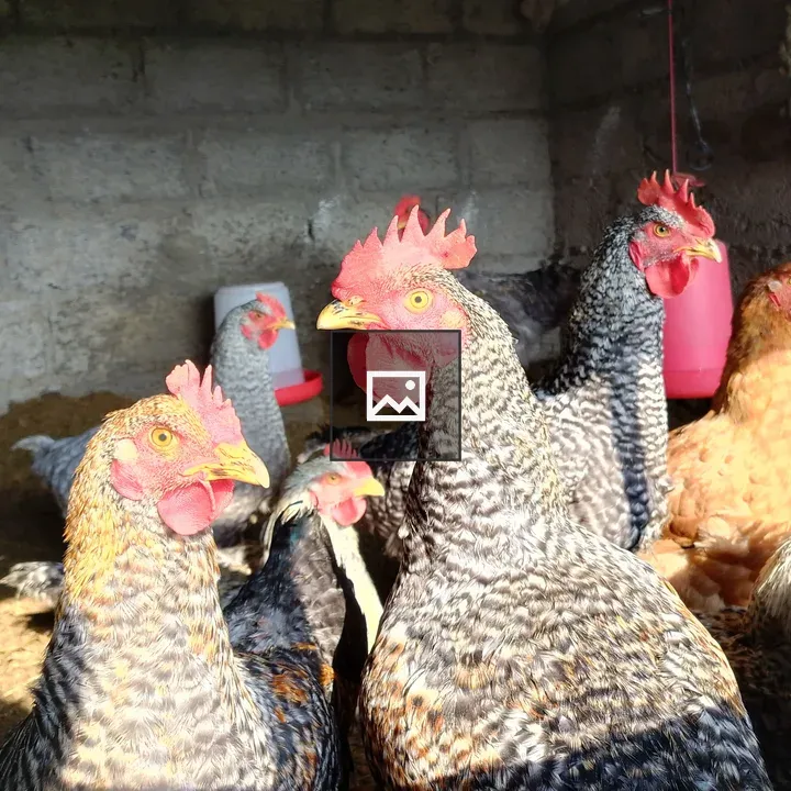 Group of chickens indoors