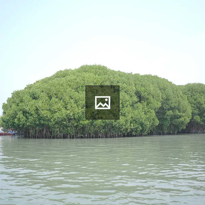Mangroves by the Water