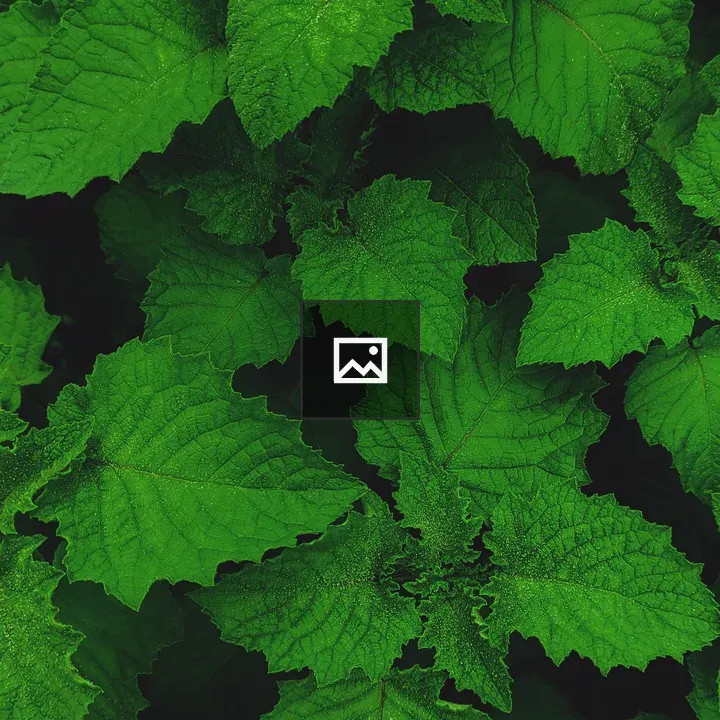 Nettle leaves close up