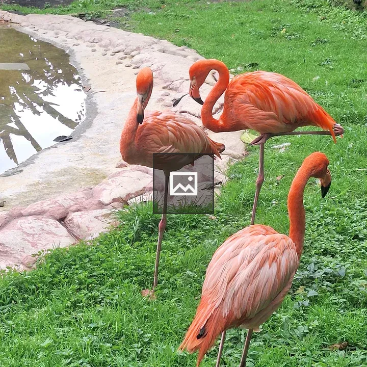 Group of Flamingos in Garden
