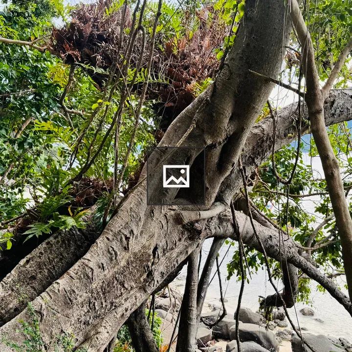 Gnarled Tree Trunk by Beach