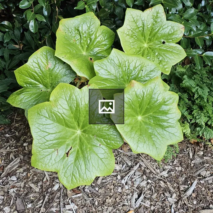 Mayapple Leaves Near Path