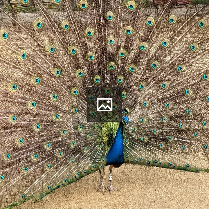 Peacock Train Display