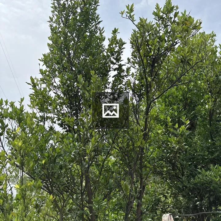 Tall tree with dense foliage