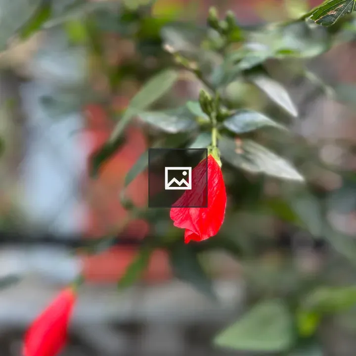 Close-up Red Flower