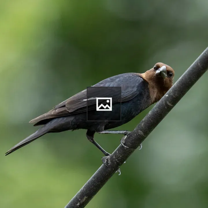 Cowbird with Head Tilt