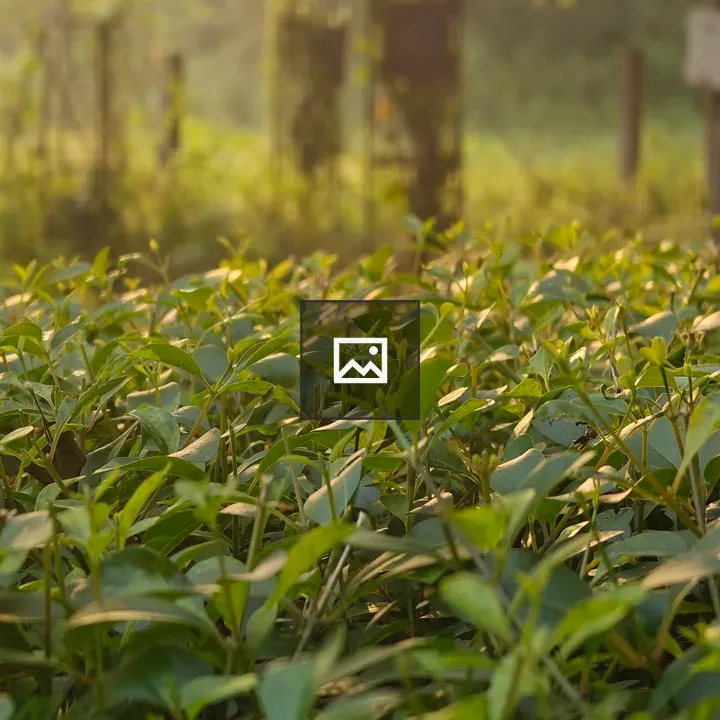 Morning sunlight on green plants