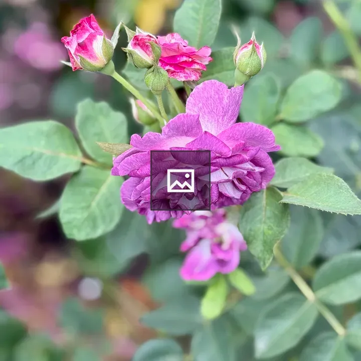 Purple and Pink Roses Cluster