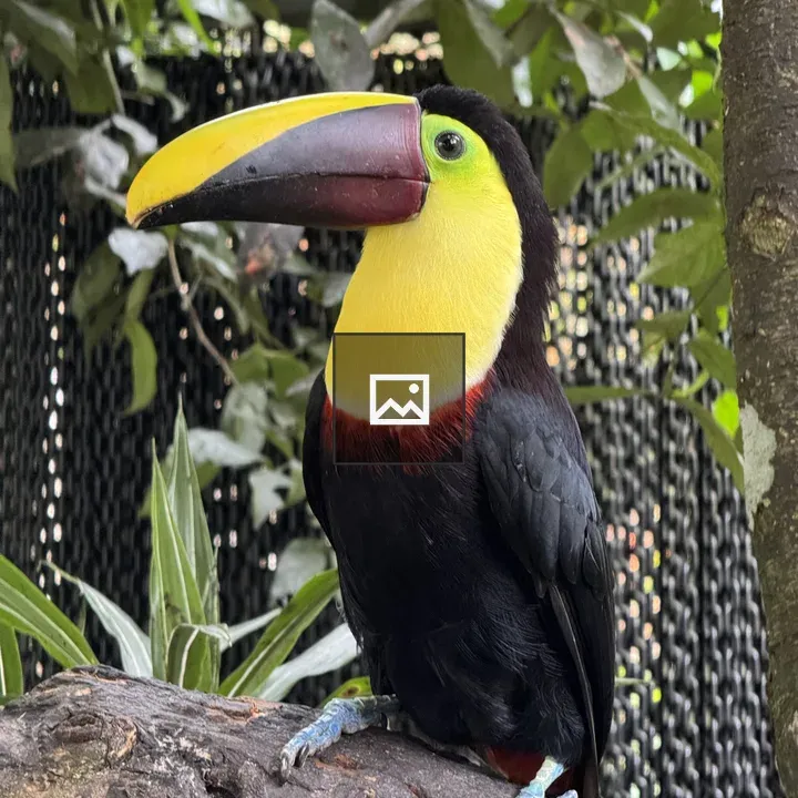 Toucan on a Branch