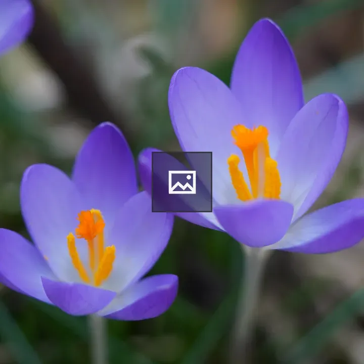 Closeup Crocus in Purple