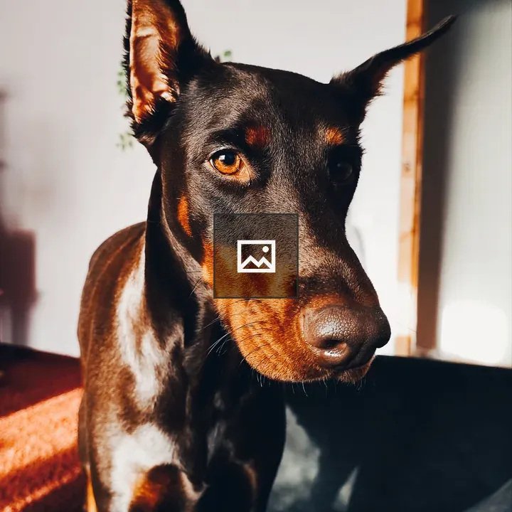 Doberman dog portrait