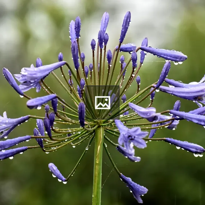 Water droplets on flower