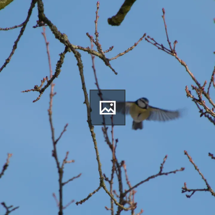 Bird in flight among bare branches