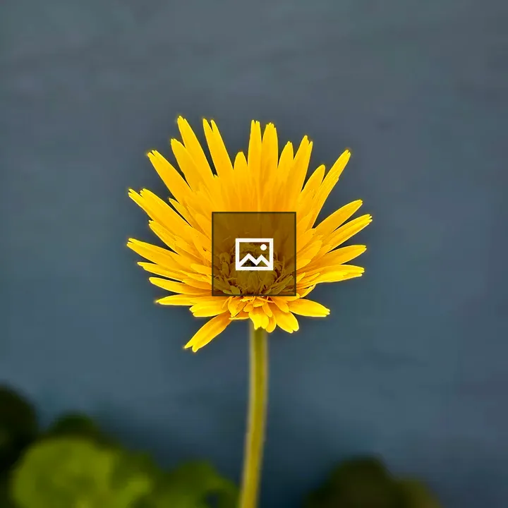 Gerbera Yellow Flower