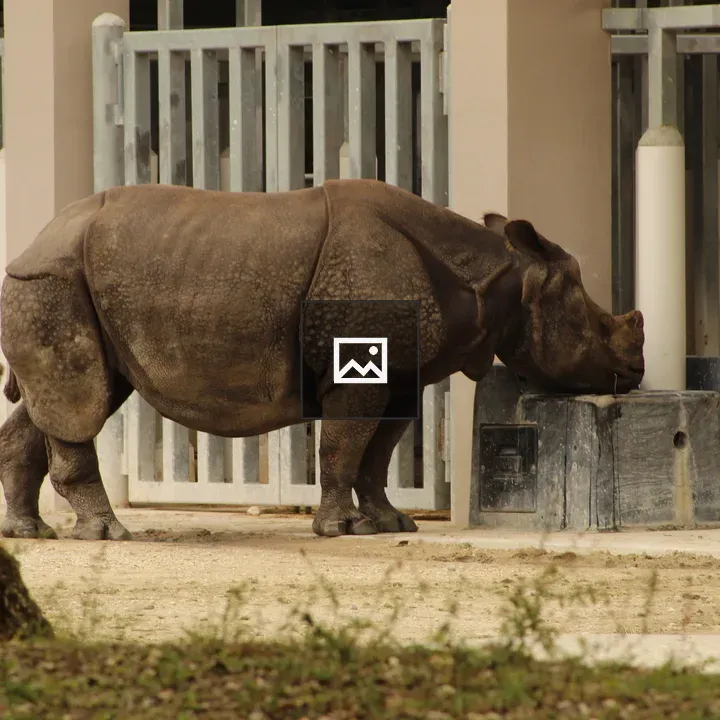 Rhinoceros at Zoo