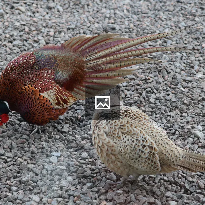 Pheasant Pair foraging on gravel