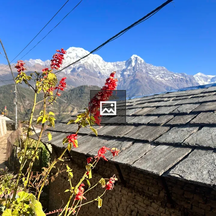 Close-up Flowers by Snowy Annapurna